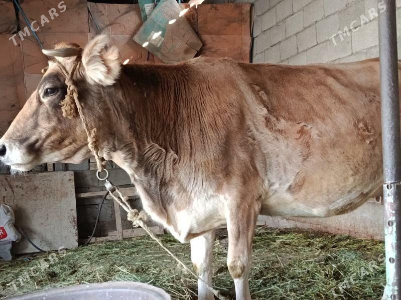 Сыгыр - Gökdepe - img 4