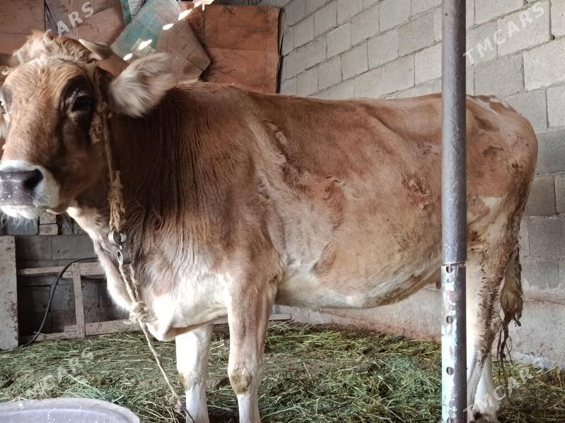 Сыгыр - Gökdepe - img 3