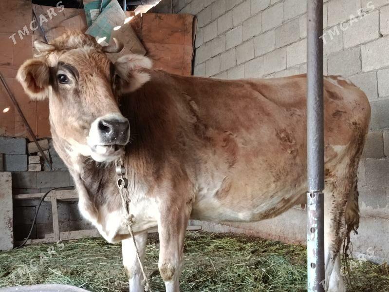 Сыгыр - Gökdepe - img 2