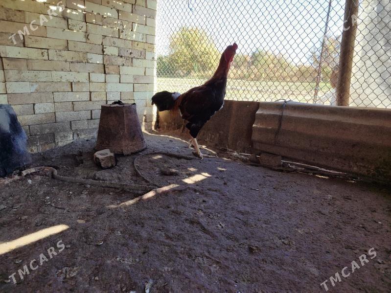 Bayes Horaz - Байрамали - img 4