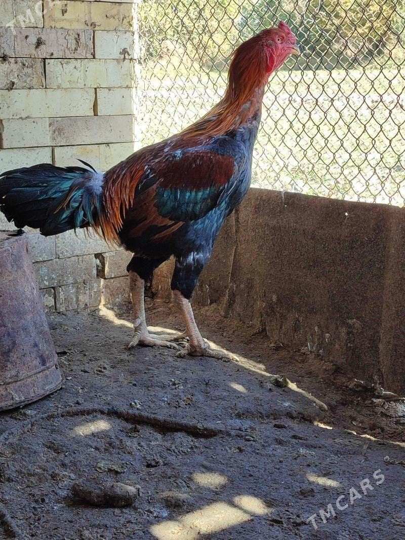 Bayes Horaz - Байрамали - img 3