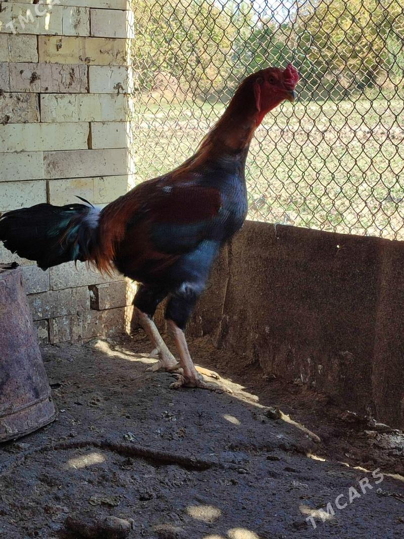 Bayes Horaz - Байрамали - img 2