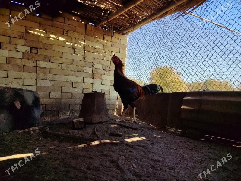 Bayes Horaz - Байрамали - img 5