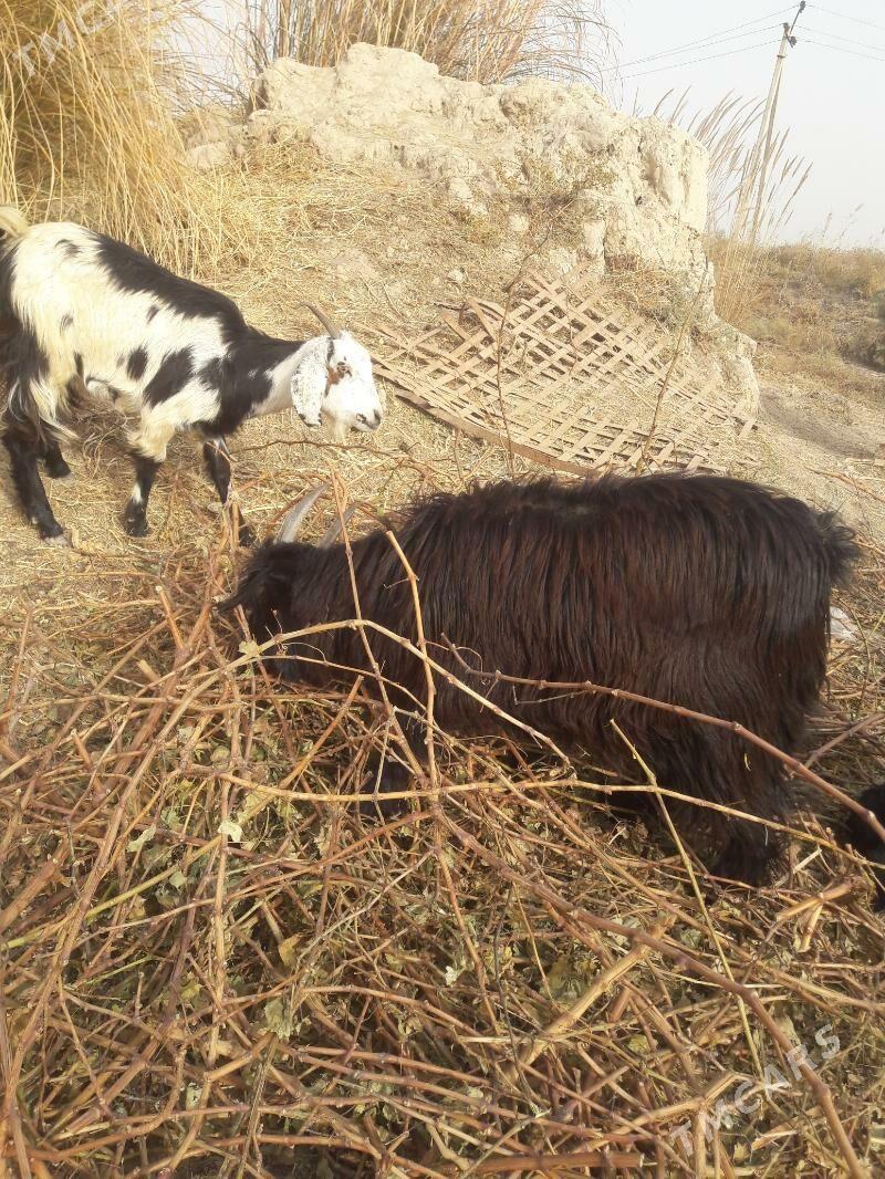 geci - Farap - img 5