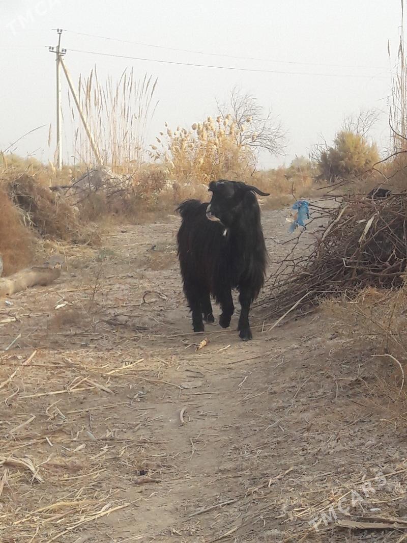 geci - Farap - img 2