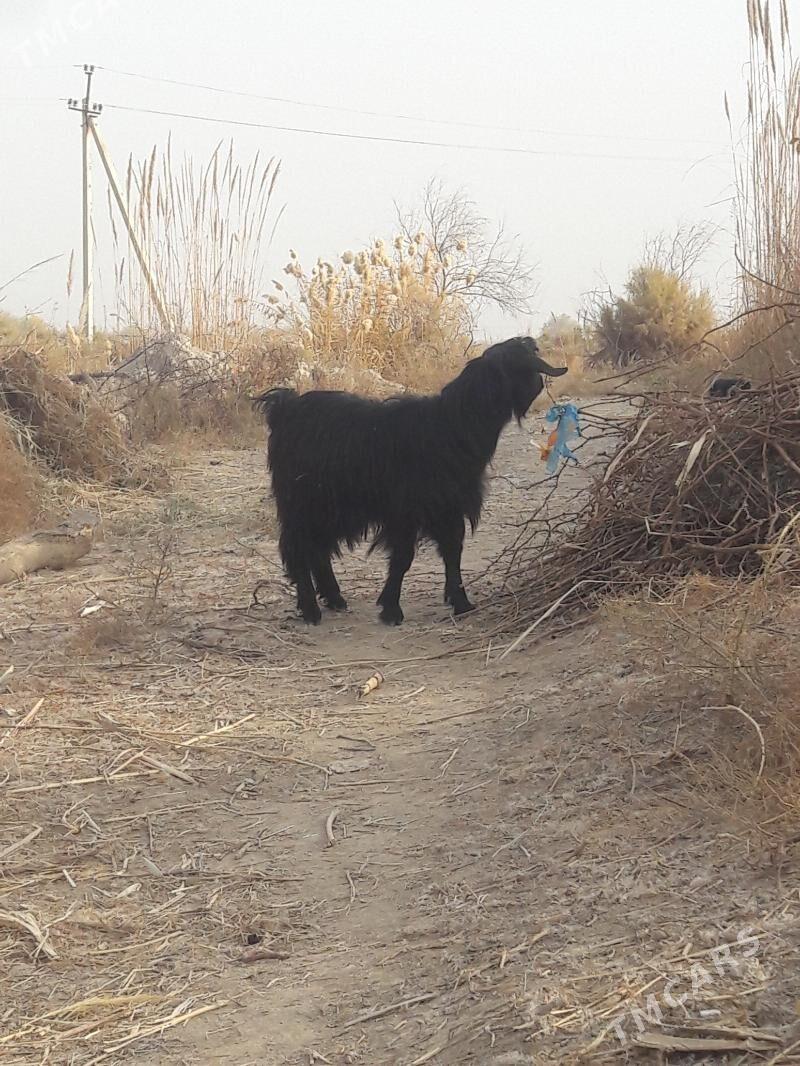 geci - Farap - img 3