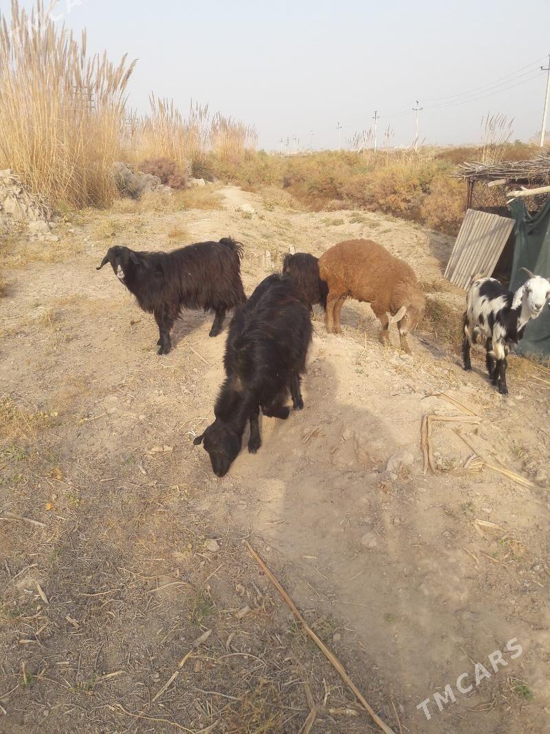 geci - Farap - img 6