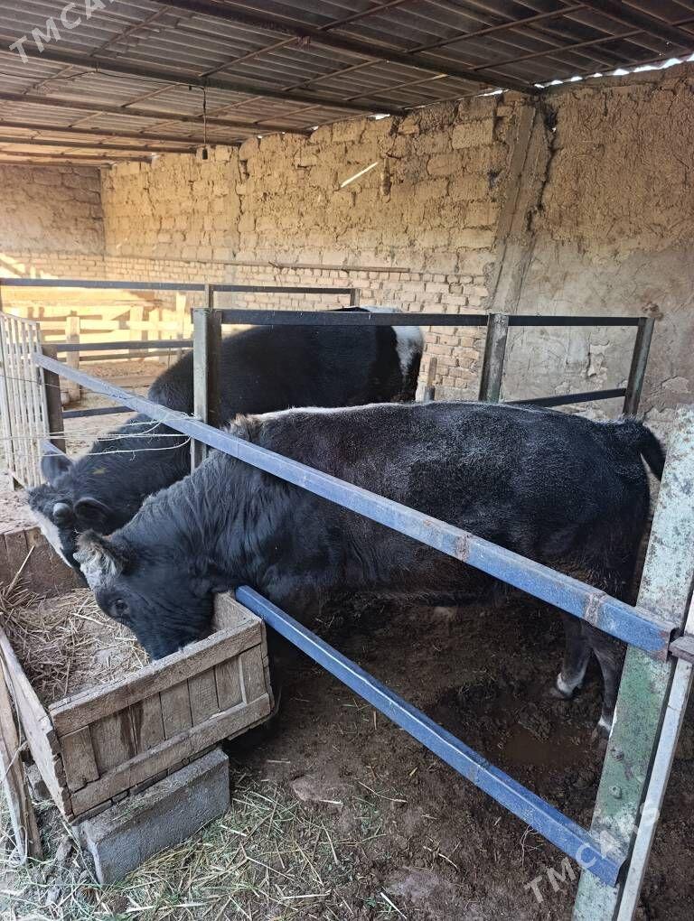 öküz - Анев - img 2