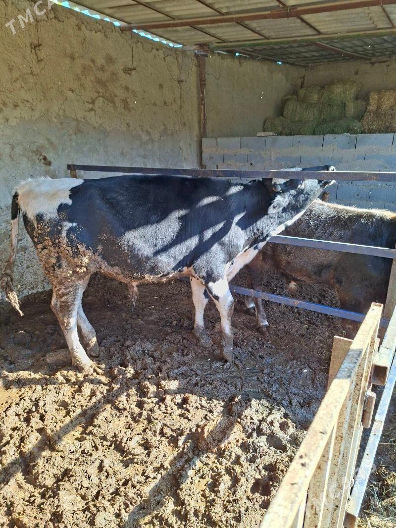 öküz - Анев - img 4