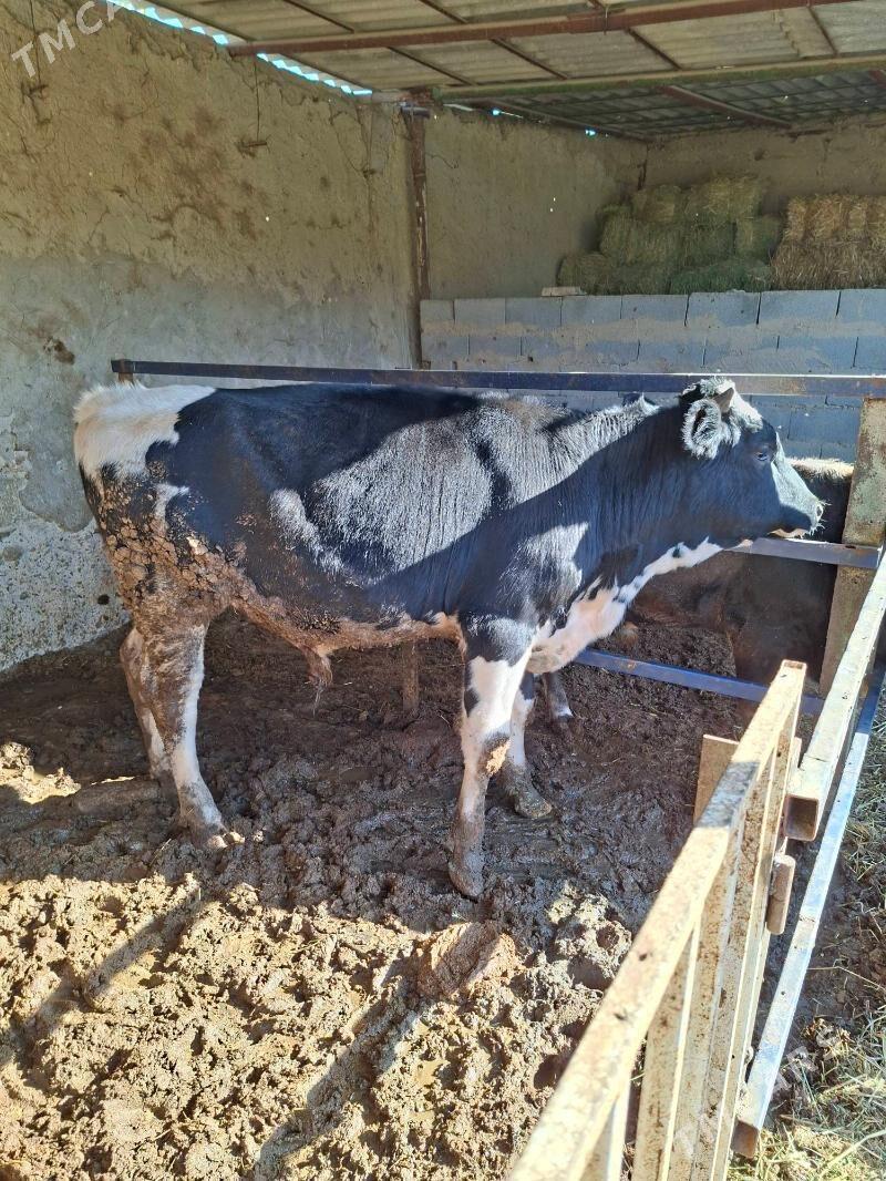 öküz - Анев - img 3