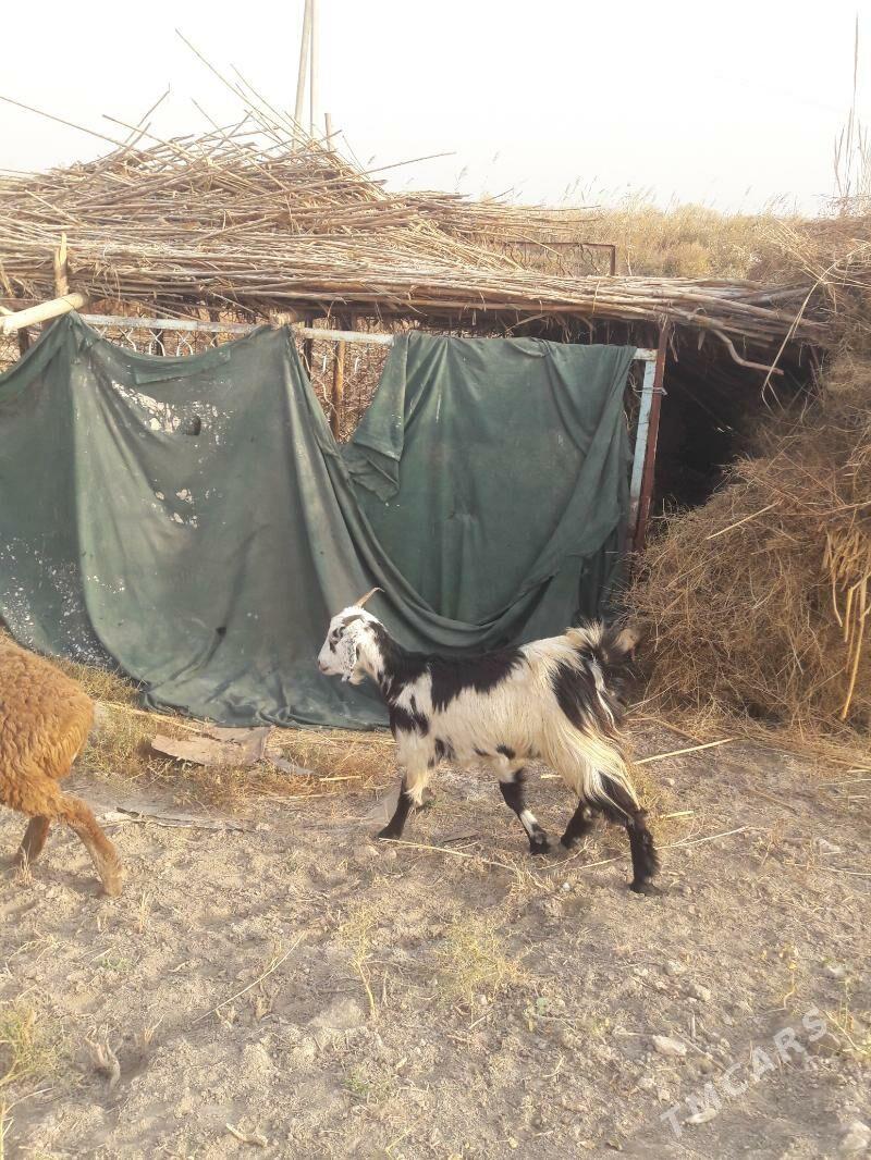 geci - Farap - img 4