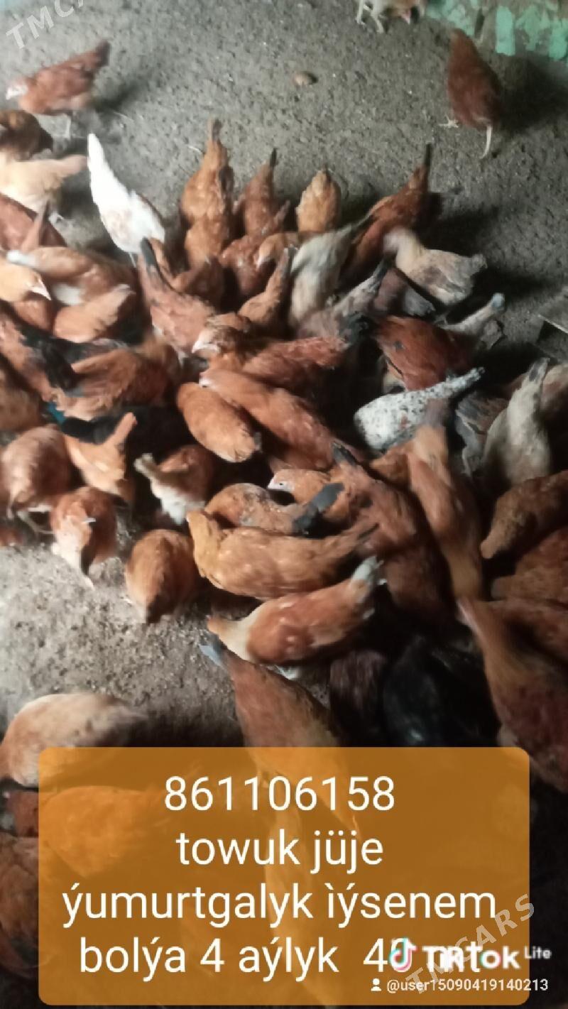 towuk jüje - Kaka - img 1