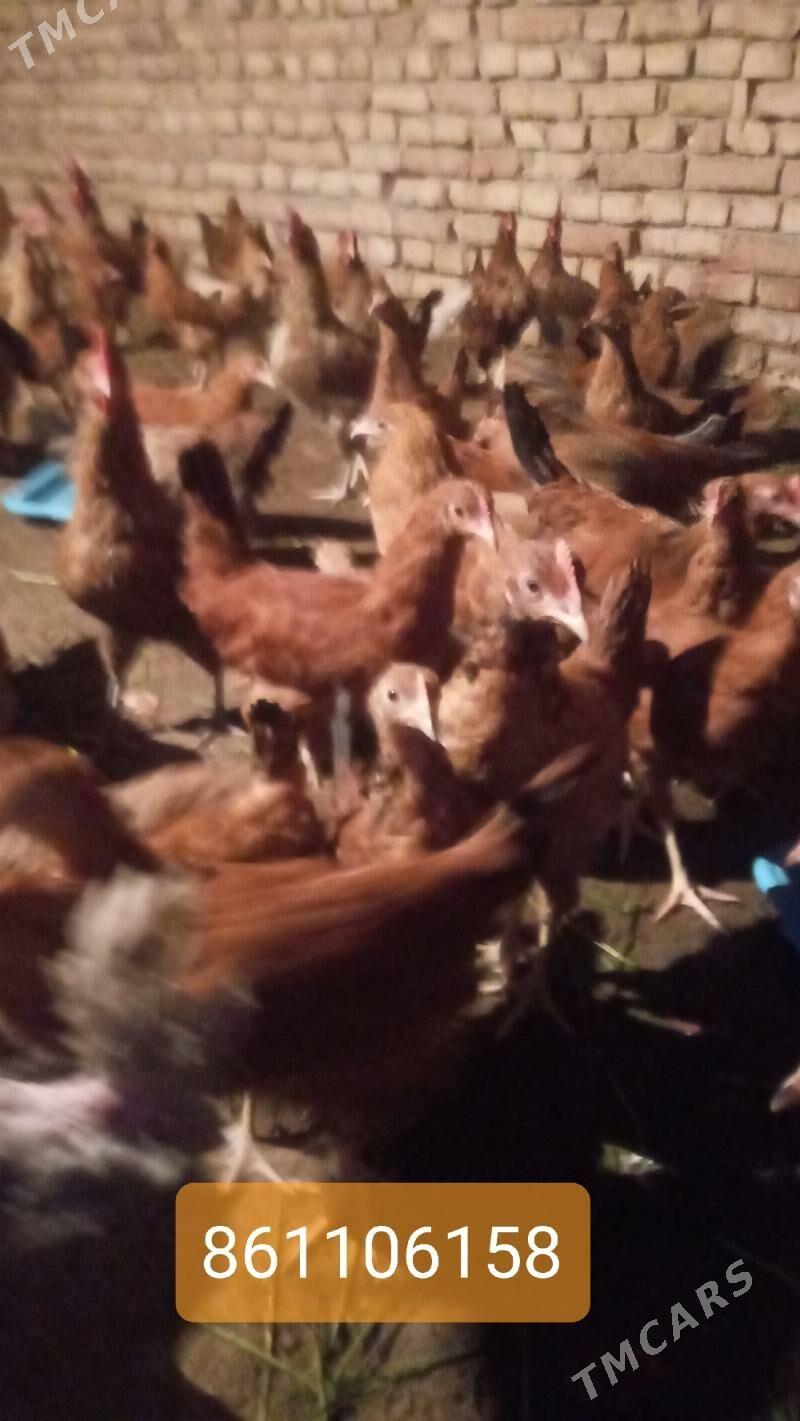 towuk jüje - Kaka - img 2