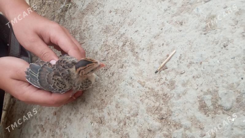 sisarka - Kaka - img 1