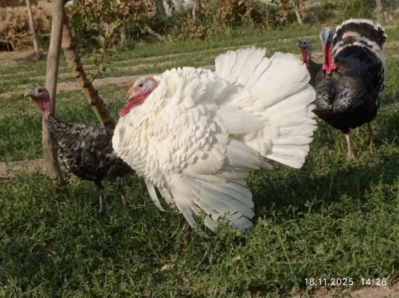 induk - Мары - img 2