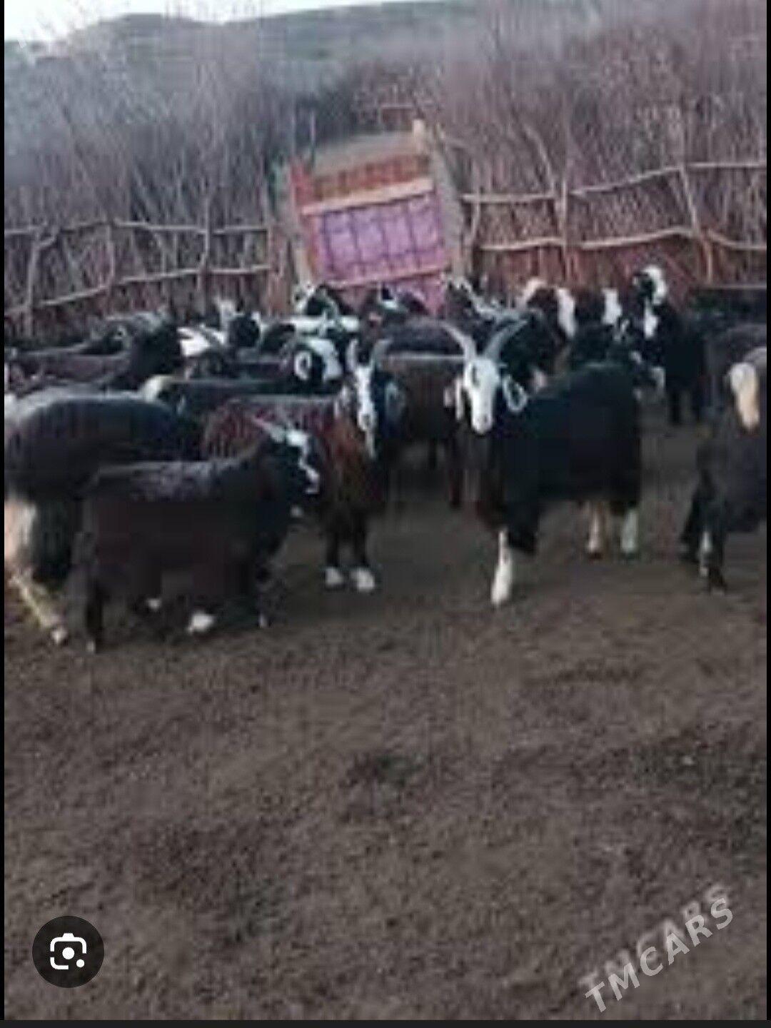 copan gerek - Köneürgenç - img 1