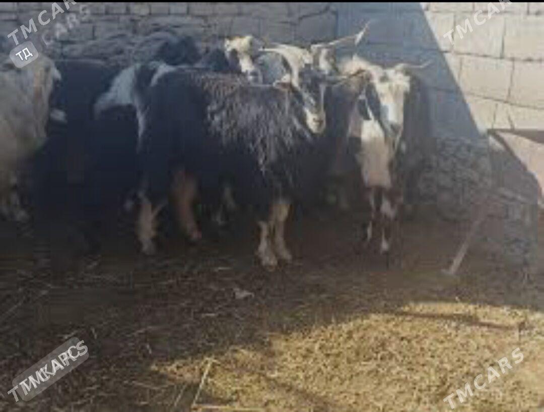 copan gerek - Köneürgenç - img 2