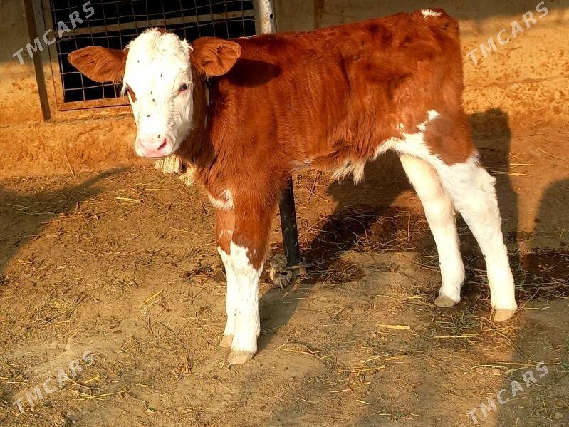 goleli sygyr - Bäherden - img 3