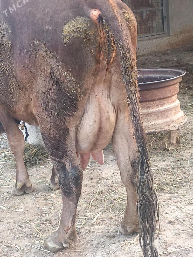 goleli sygyr - Bäherden - img 4