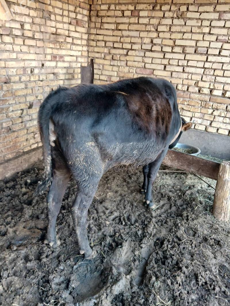 tuwe we sygyr - Babadaýhan - img 4