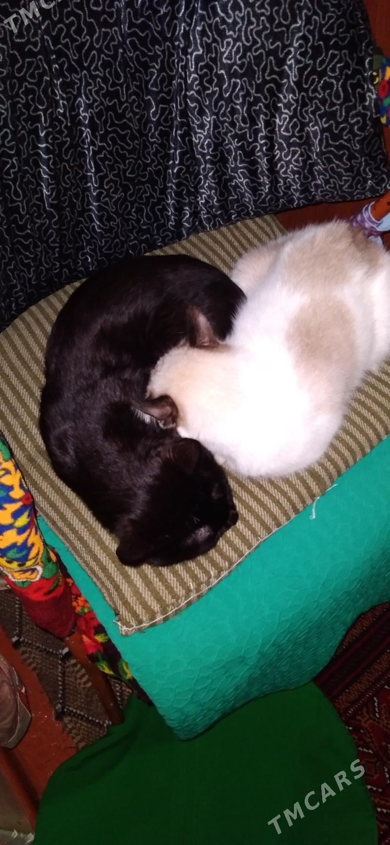 pişik - Daşoguz - img 6