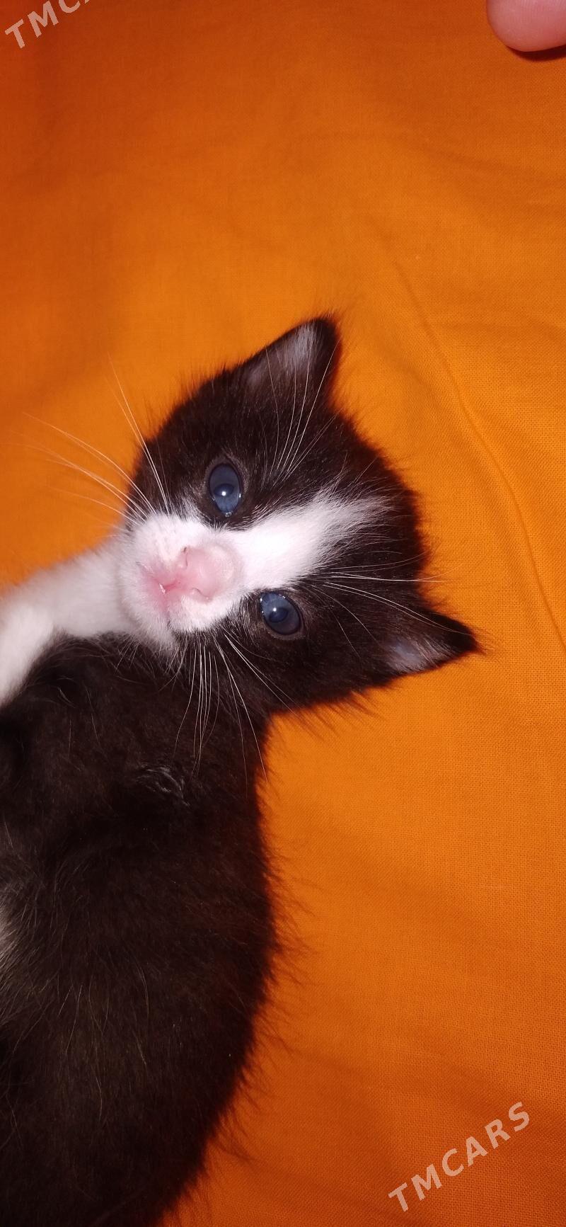 pişik - Daşoguz - img 1