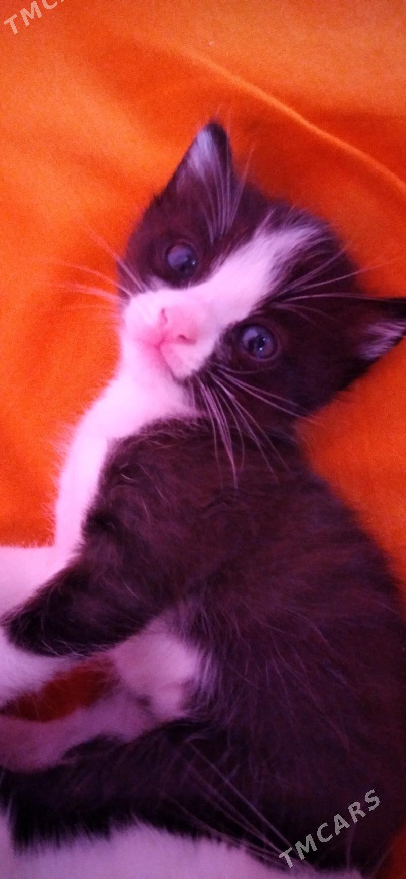 pişik - Daşoguz - img 2