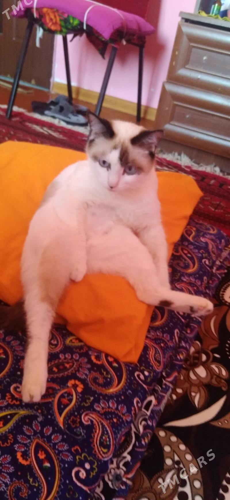 pişik - Daşoguz - img 5