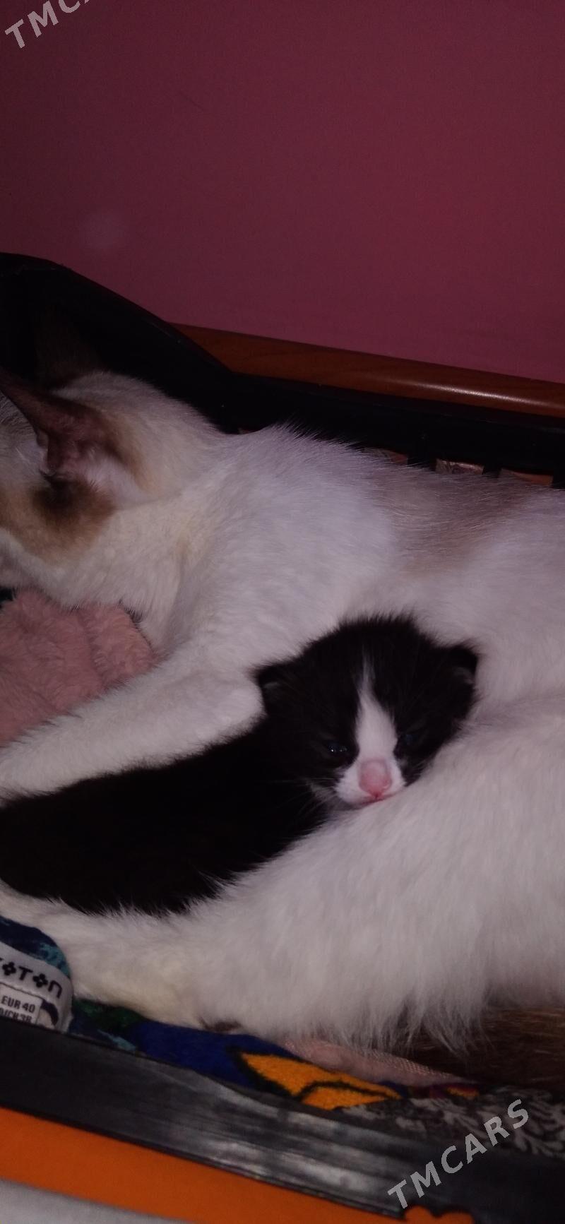 pişik - Daşoguz - img 4