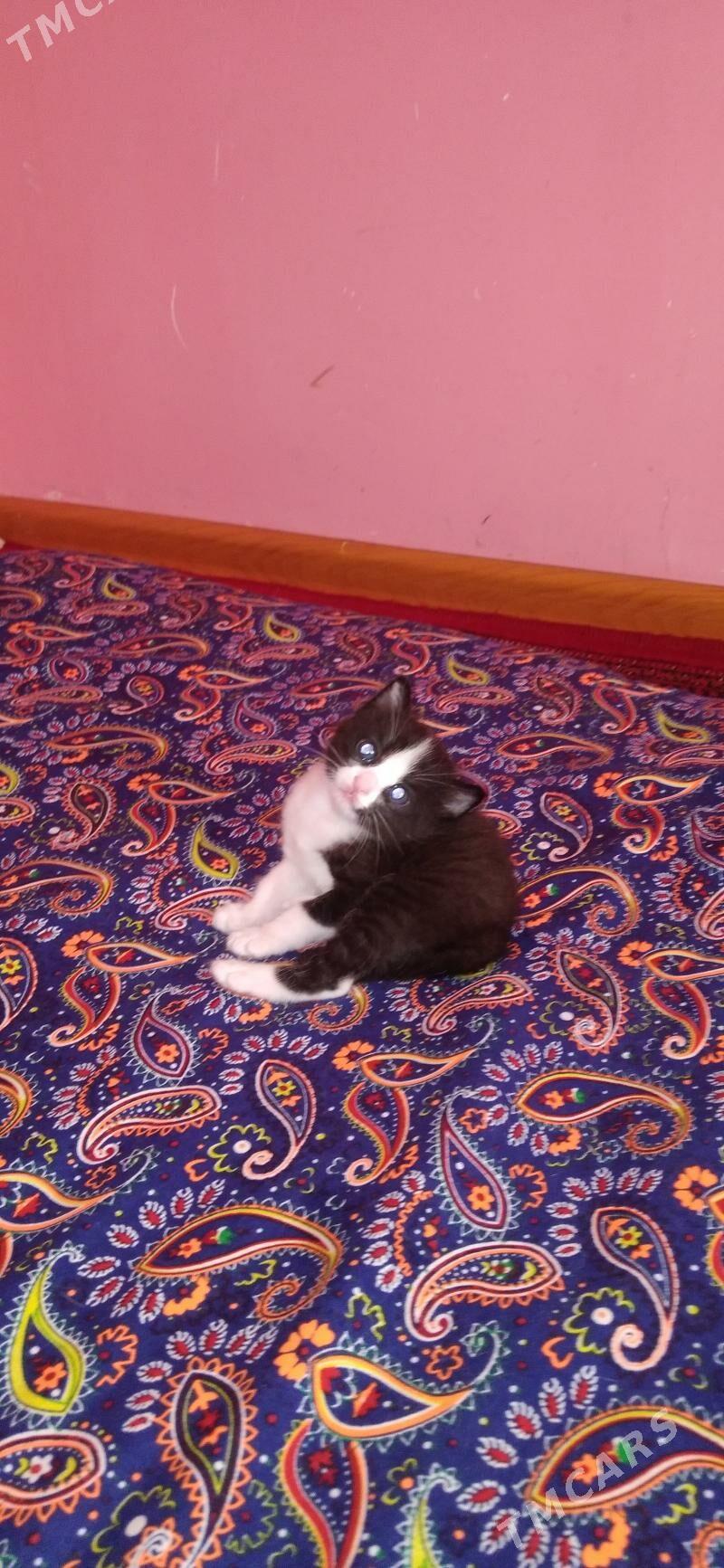 pişik - Daşoguz - img 3