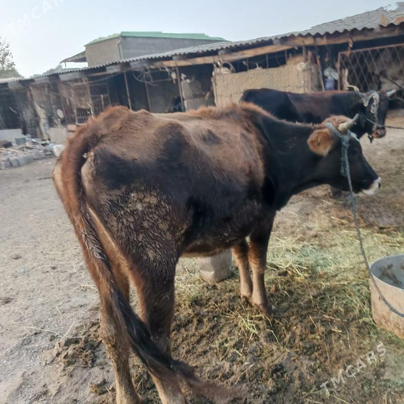 sygyr - Ak bugdaý etraby - img 1