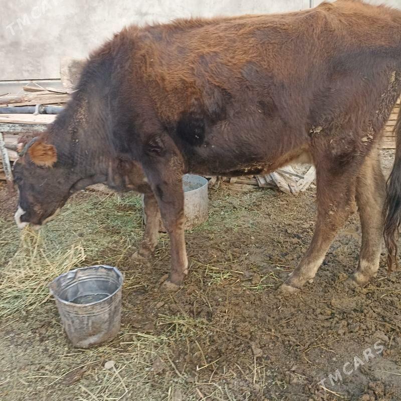 sygyr - Ak bugdaý etraby - img 3