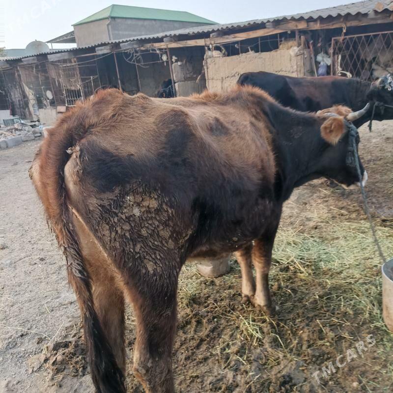 sygyr - Ak bugdaý etraby - img 2