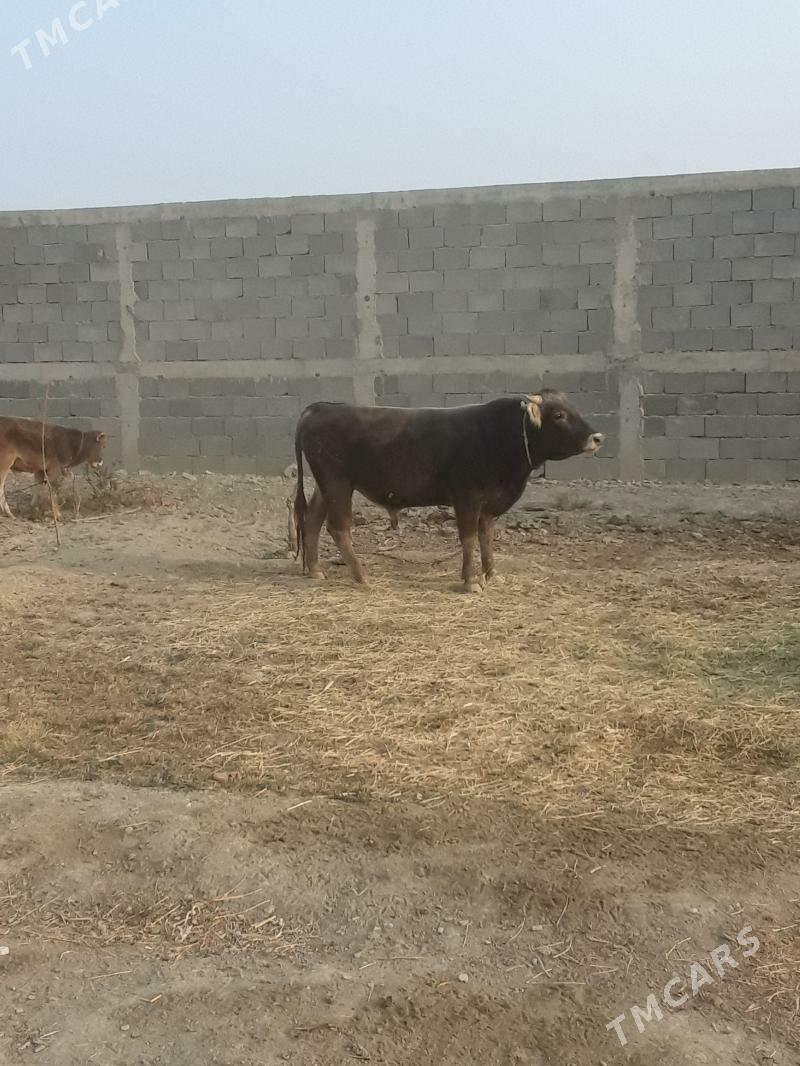 okuz - Бахарден - img 1