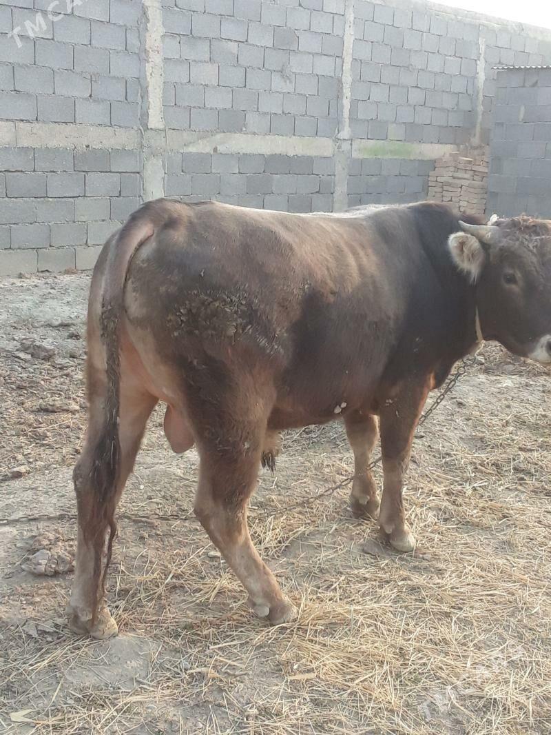 okuz - Бахарден - img 3