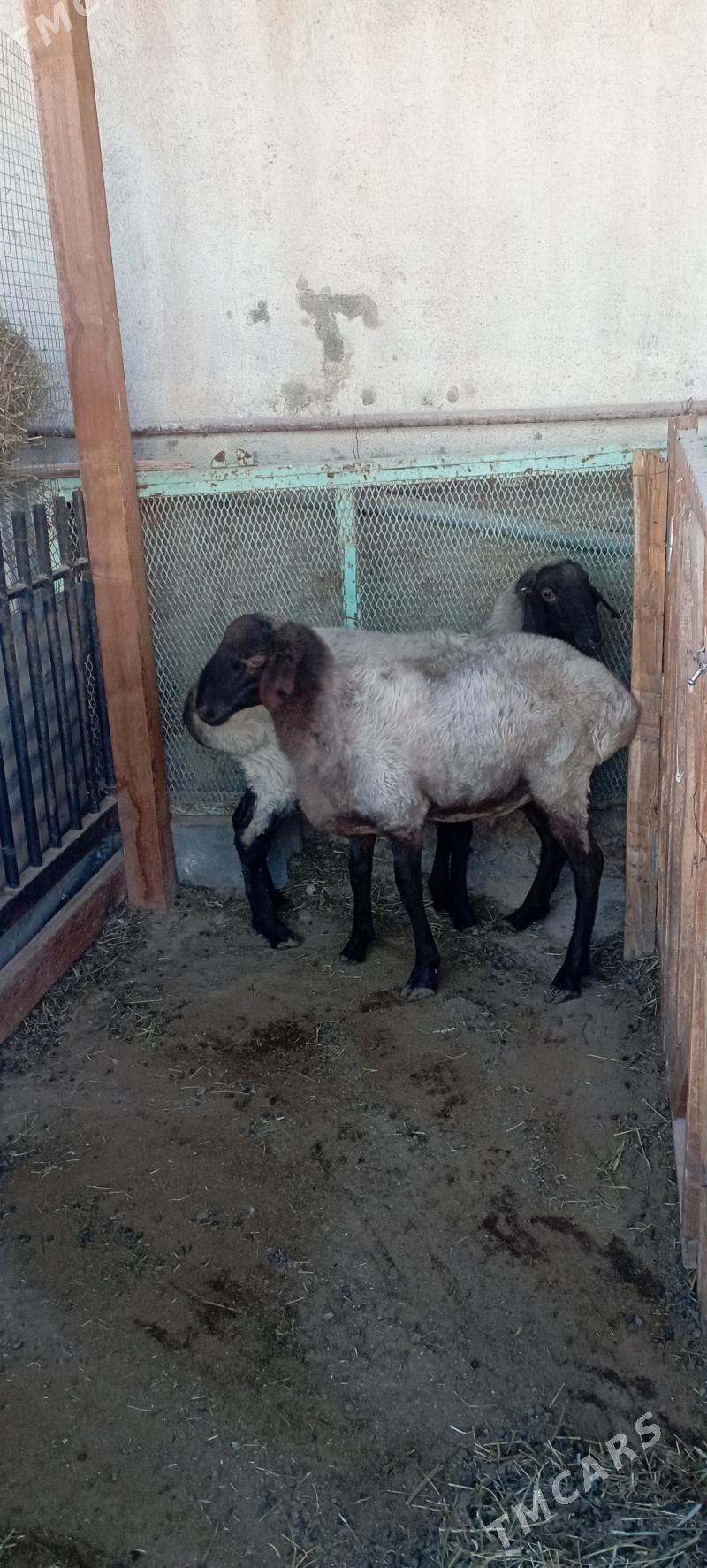 Goyun - Büzmeýin - img 2