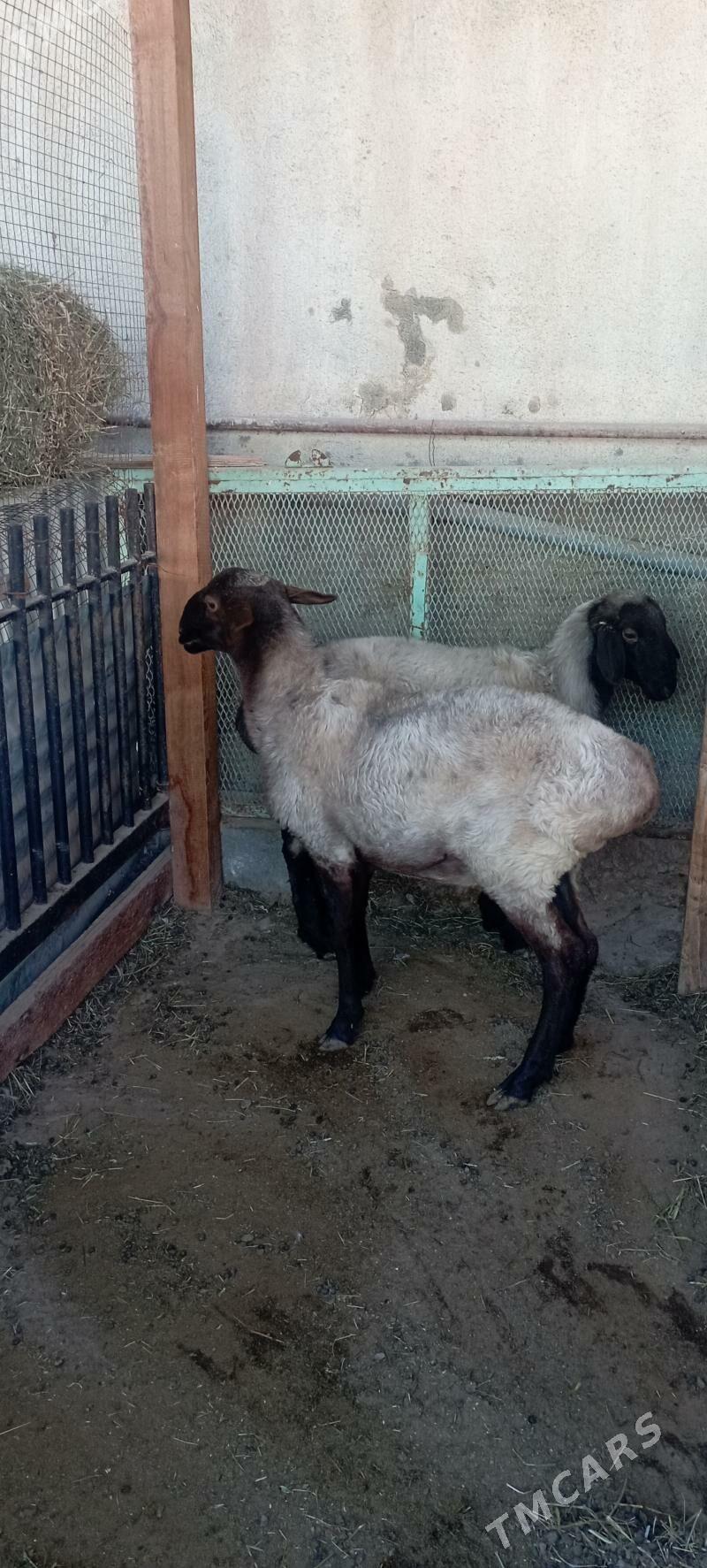 Goyun - Büzmeýin - img 1