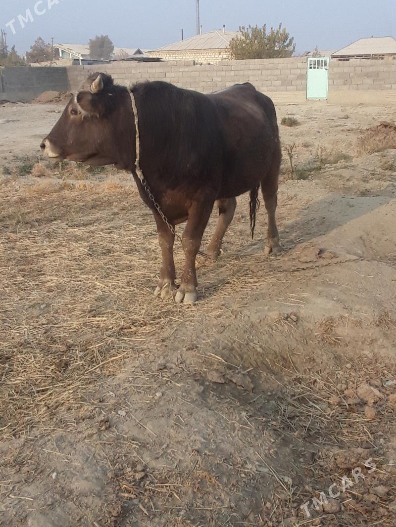 okuz - Бахарден - img 5