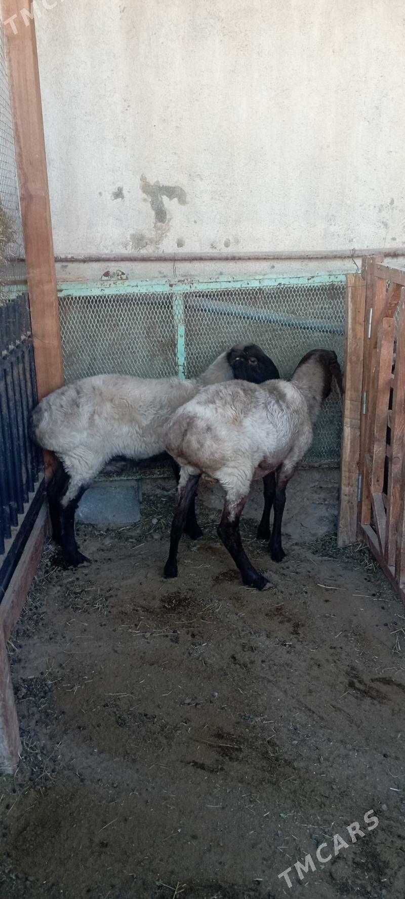 Goyun - Büzmeýin - img 3