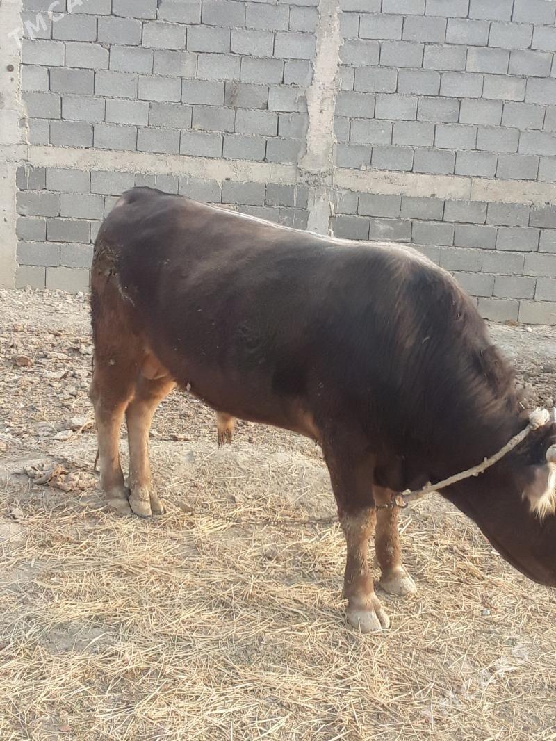 okuz - Бахарден - img 6