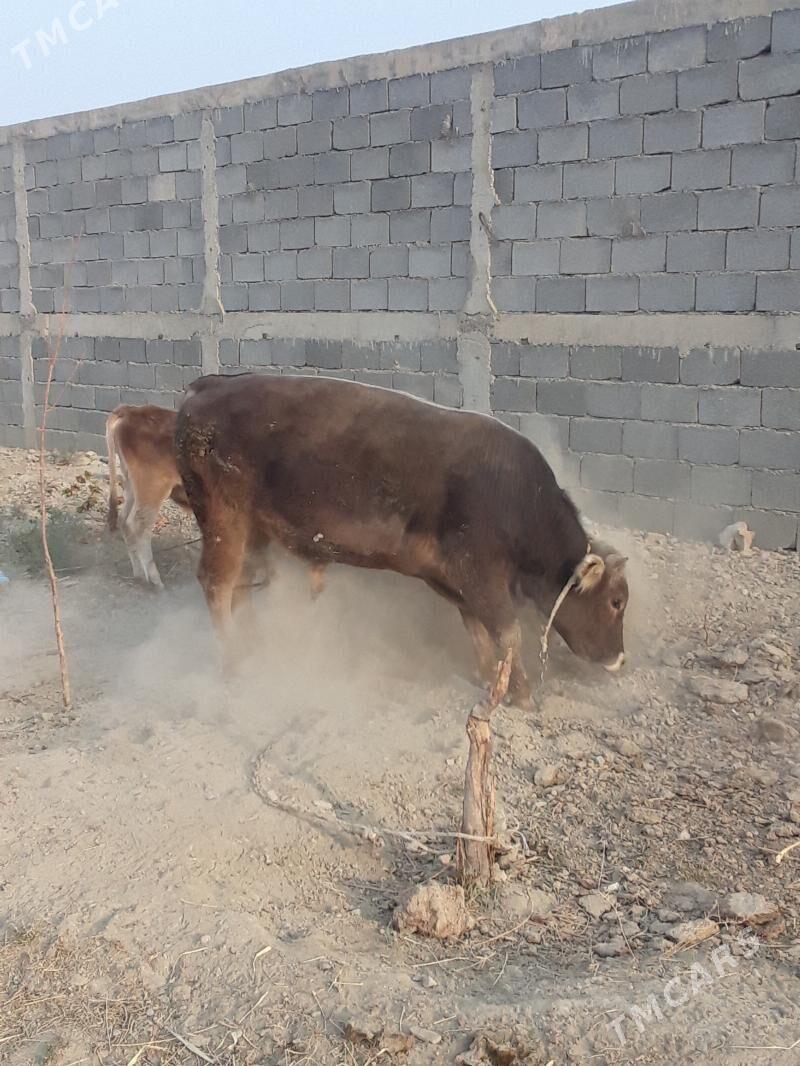 okuz - Бахарден - img 7