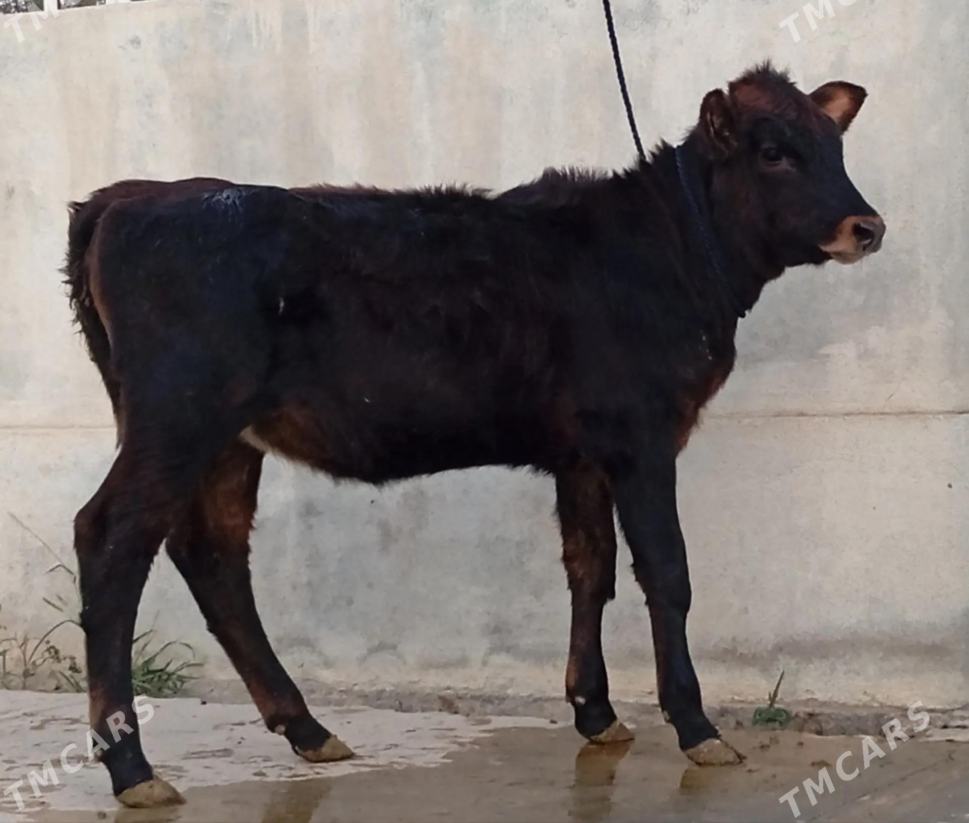 GÖLELİ SYGYR - Gökdepe - img 3