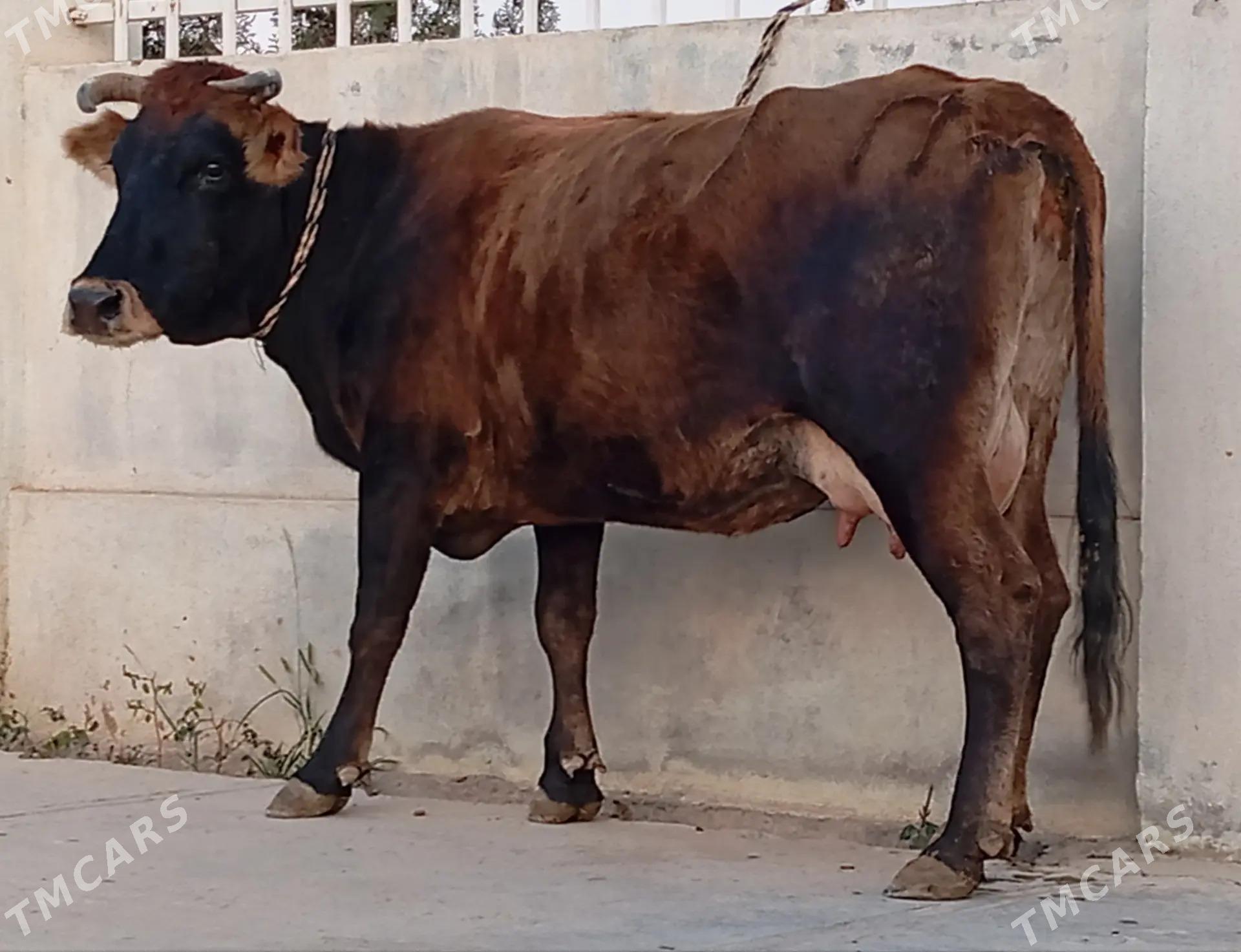 GÖLELİ SYGYR - Gökdepe - img 4