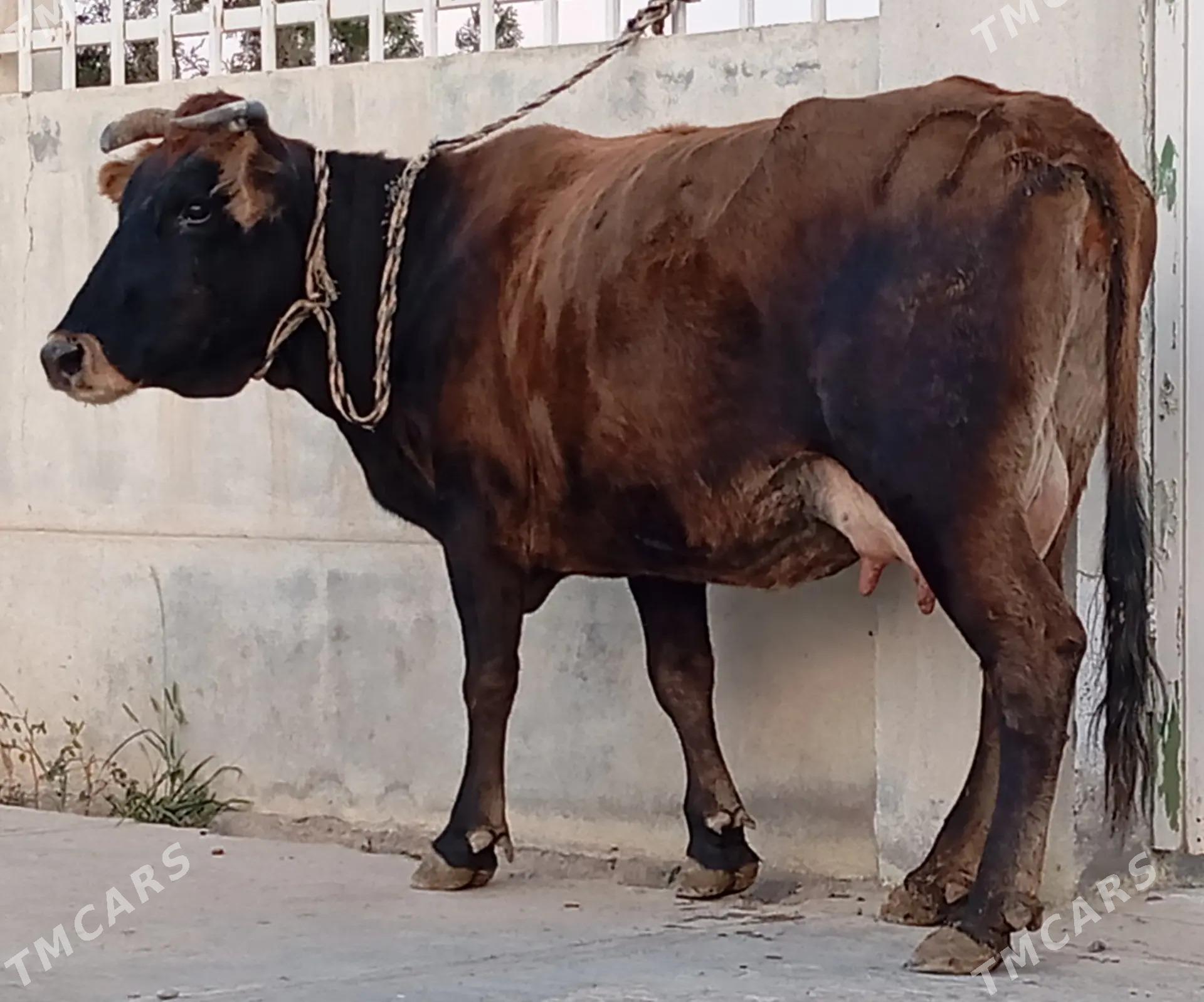 GÖLELİ SYGYR - Gökdepe - img 2