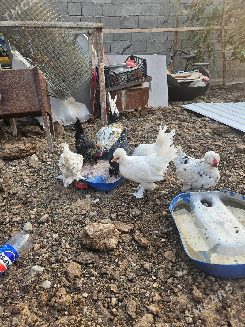 karlik - Garadamak Şor - img 3