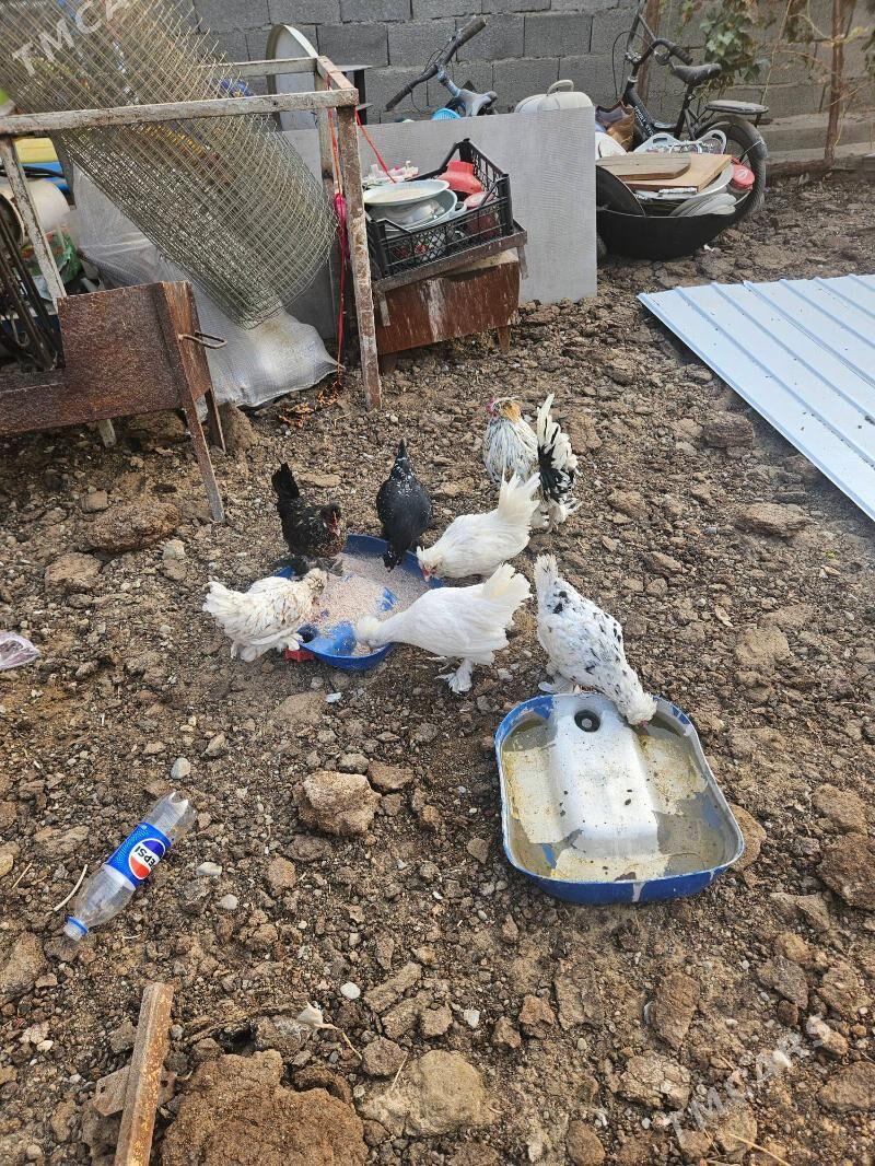 karlik - Garadamak Şor - img 4