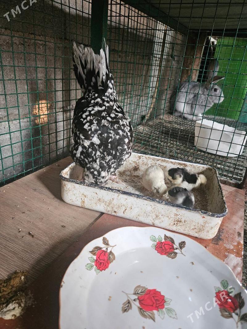 karlik - Garadamak Şor - img 1