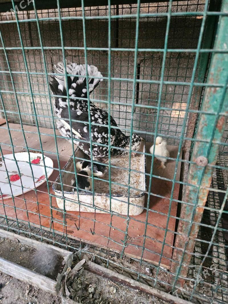 karlik - Garadamak Şor - img 2