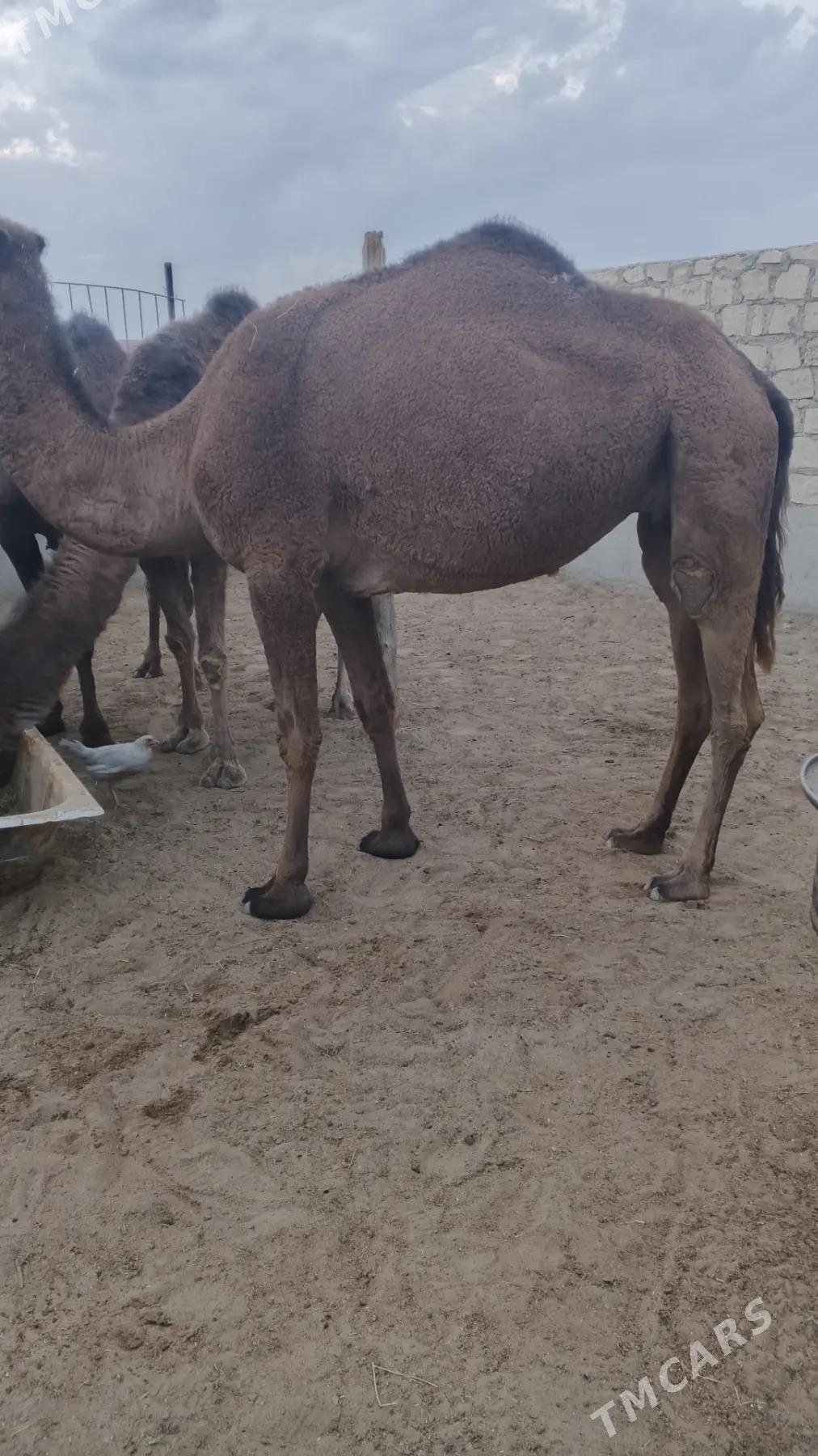 Düyelet - Гумдаг - img 3