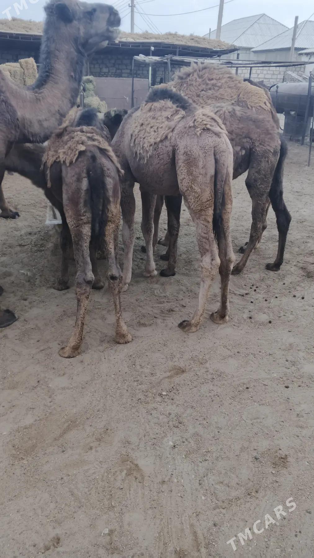 Düyelet - Гумдаг - img 2